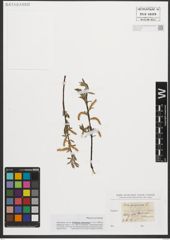 Foto von Salix purpurea L.